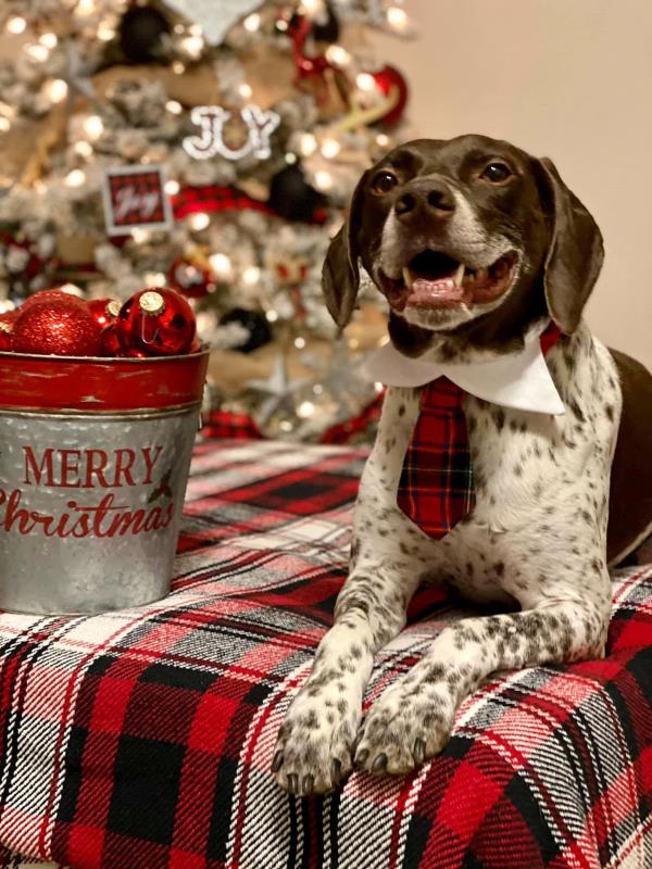 /images/uploads/southeast german shorthaired pointer rescue/segspcalendarcontest2021/entries/22032thumb.jpg